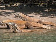 Komodo Nationalpark – wilde Komodo Warana auf Rinca 