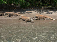 Komodowarane · Tauchurlaub in Indonesien 
