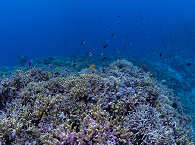 Korallen-Garten in Papua-Neuguinea 
