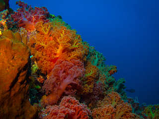 Farbenfrohe Korallengärten – Tauchen in Molukken 