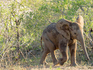 Junger Elefant, Kruger Nationalpark – Südafrika 