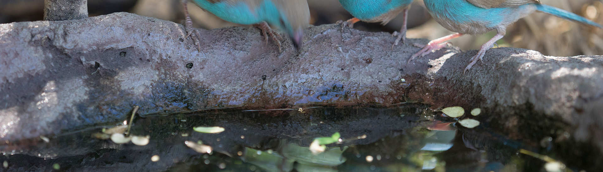 Vogelparadies Kruger Nationalpark – Südafrika 