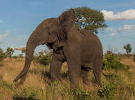 Kruger Park Safaris 