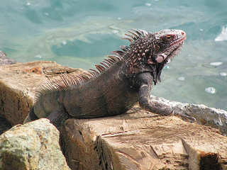 Leguan an der Sea of Cortez · Baja California, Mexiko 