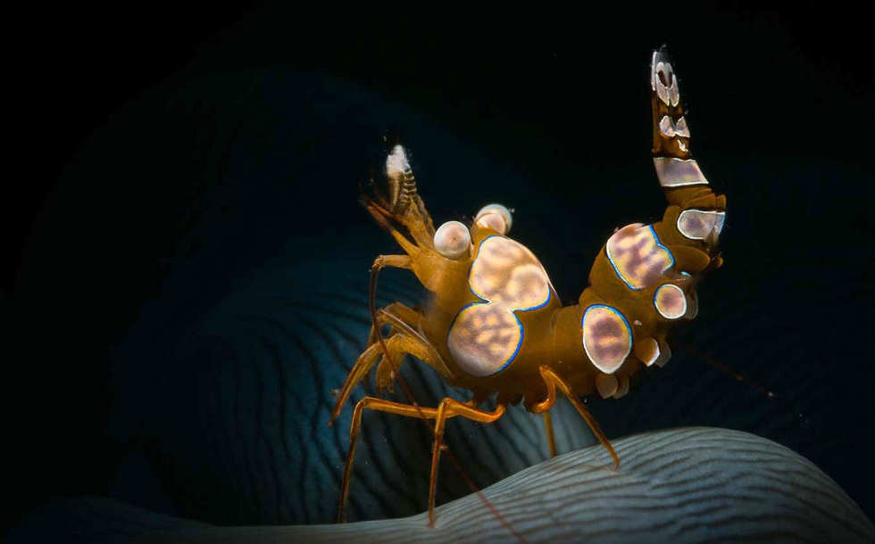 Tauchen Lembeh  