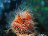 Hairy Frogfish · Tauchen Lembeh Strait 