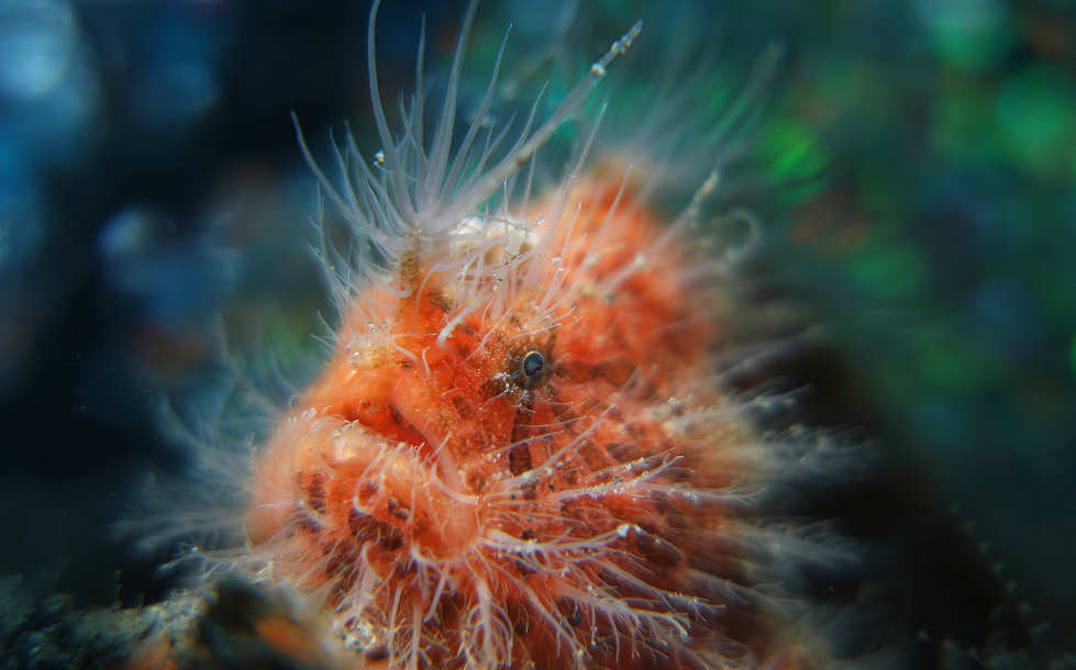 Hairy Frogfish · Tauchen Lembeh Strait 