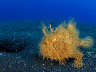 Lembeh-Island Tauchen 