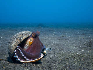 Tauchen in der Lembeh Strait 