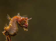 Tauchen in Lembeh Strait, Nord-Sulawesi 