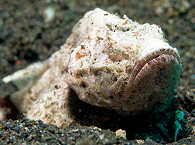 Lembeh Strait 