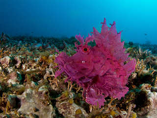 Lembeh Strait Tauchen / Nordsulawesi 