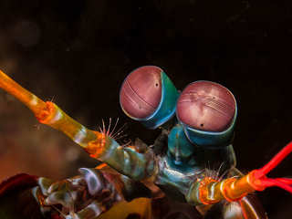Critter-Tauchen in der Lembeh Strait 