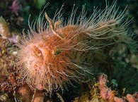 Hairy Frogfish 