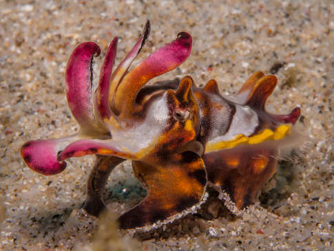 Critter-Tauchen in Lembeh 
