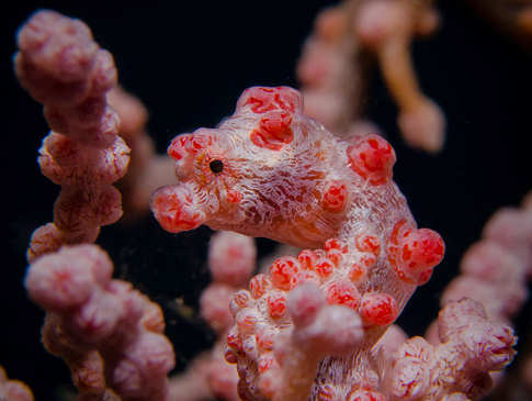 Pygmäenseepferdchen – Makro-Tauchen Lembeh 