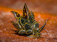 Critter-Tauchen in Lembeh Strait 