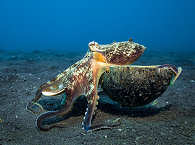 Tauchen in Lembeh 