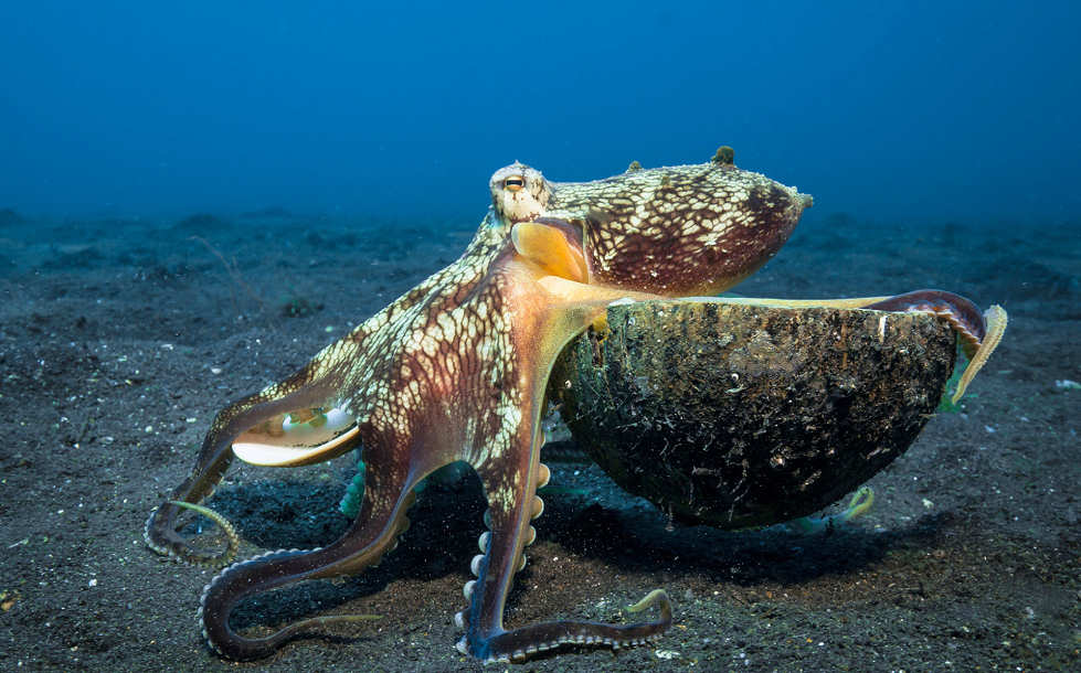 Tauchen in Lembeh 