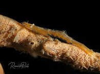 Makro-Tauchen in der Lembeh Strait 