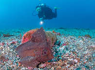 Tauchen im Norden Sulawesis 