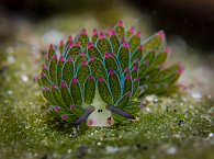 Makro-Tauchen in der Lembeh Strait 