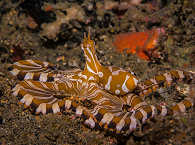 Mimik-Oktopus – Tauchen in Lembeh Strait, Sulawesi 