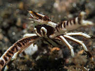 Tauchen Lembeh Strait , Sulawesi Indonesien 