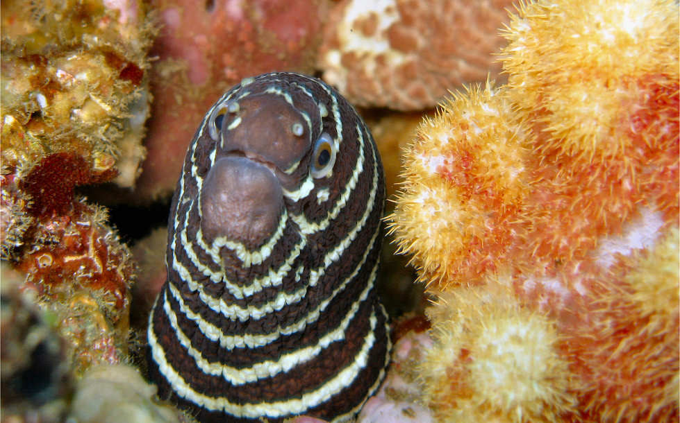 Tauchen in Lombok 