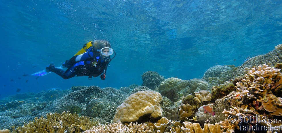 Tauchen um Manado – Nord Sulawesi 
