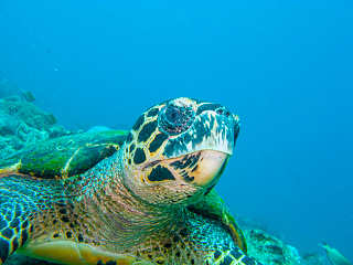 Schildkröte – Luzon und Mindoro, Philippinen 