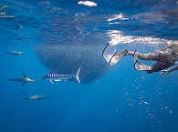 Sardine Run der Marline · Tauchen in der Magdalena Bay 