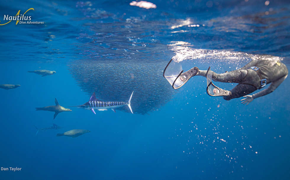 Sardine Run der Marline · Tauchen in der Magdalena Bay 