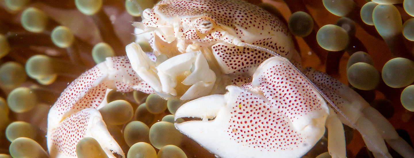 Porzellan-Krabbe im Hausriff des Magic Ocean · Tauchresort Anda Bohol 