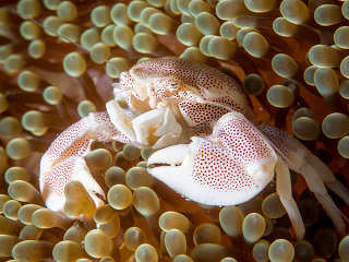 Porzellan-Krabbe im Hausriff des Magic Ocean · Tauchresort Anda Bohol 