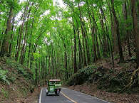 Mahagoniwald »Men Made Forrest« auf Bohol Island 