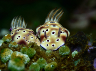 Nudibranches 