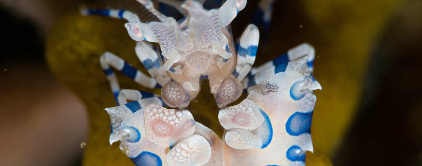 Makro-Tauchen in der Pantar Strait · Tauchreisen Alor Archipel, Indonesien 