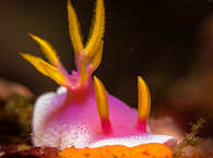 Makro-Tauchen in Lembeh  
