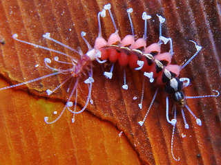 Amblyosyllis sp. Romblon 