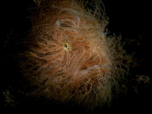 Hairy Frogfish aufgenommen um Bangka Island – Nord Sulawesi, Indonesien 