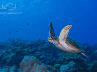 Maldives Diving 