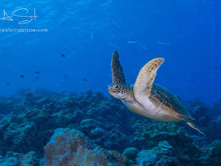 Maldives Diving 