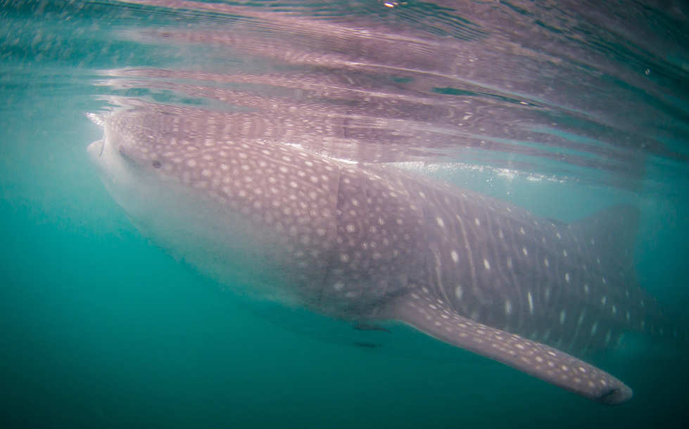 Schnorcheln mit Walhaien – Tauchsafari Malediven 