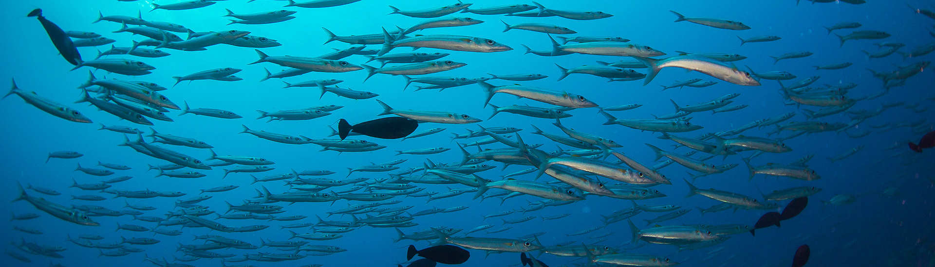 riesiger Fischreichtum – Tauchsfari Malediven 