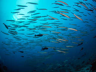 riesiger Fischreichtum – Tauchsfari Malediven 