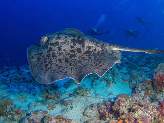 Tauchen mit Mantas – Tauchsafari Malediven 