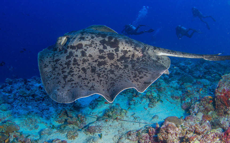 Tauchen mit Mantas – Tauchsafari Malediven 
