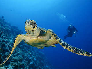 Schildkröte am Außenriff – Tauchsafari Malediven 