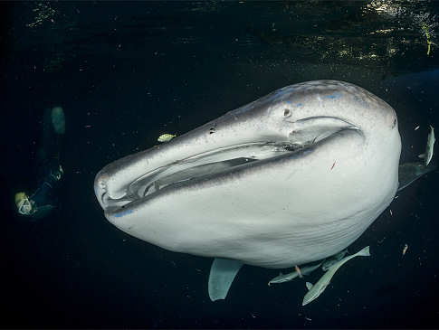 Tauchen mit Walhaien – Tauchsafaris Malediven 